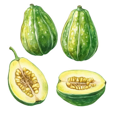 minimal yet artistic elements for creative designs. hand-drawn paint, Simple Illustration, A beautiful painting of abiu  fruit, EPS format, isolated on a white background, watercolor set	