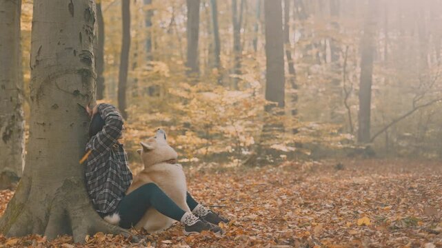young woman walking and playing with her japanese akita puppy in autumn forest
