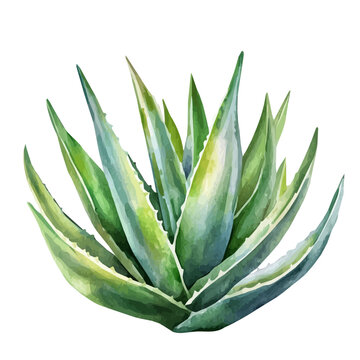 Aloe Watercolor Images  Browse 9,362 Stock Photos, Vectors, and Video |  Adobe Stock