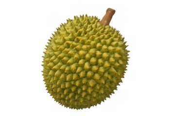 Whole durian fruit with spiky green skin, a tropical delicacy, showcasing exotic food and superfood concepts on transparent background
