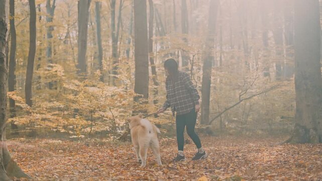 young woman walking and playing with her japanese akita puppy in autumn forest