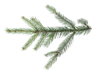 Beautiful fir branch isolated on white. Christmas tree