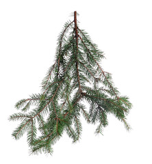 Fototapeta premium Christmas tree branches with green needles isolated on white
