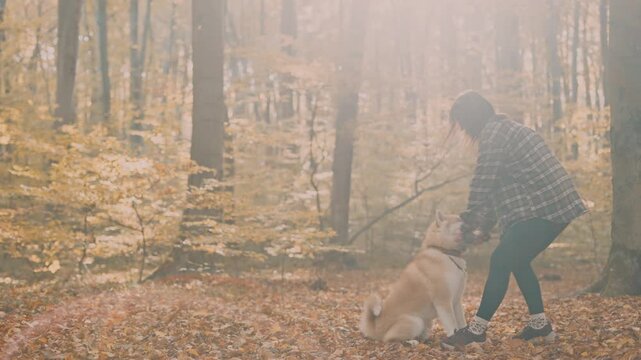 young woman walking and playing with her japanese akita puppy in autumn forest