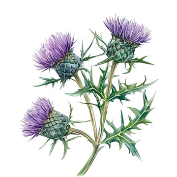 Hand-drawn illustration of blessed thistle in watercolor style, soft artistic elements, isolated on a clean white background, high-quality EPS vector. illustration