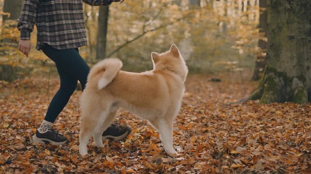 young woman walking and playing with her japanese akita puppy in autumn forest