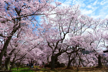 Naklejka premium 高遠城址公園の桜。伊那、長野、日本。4月中旬。
