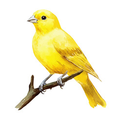 A Hand-drawn illustration of canary bird in watercolor style, soft artistic elements, isolated on a clean white background, high-quality EPS vector. illustration