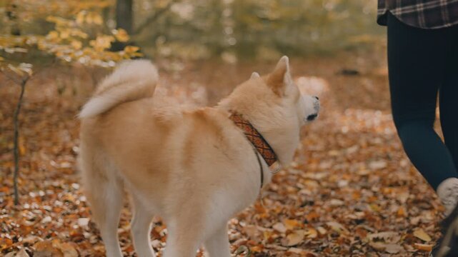 young woman walking and playing with her japanese akita puppy in autumn forest