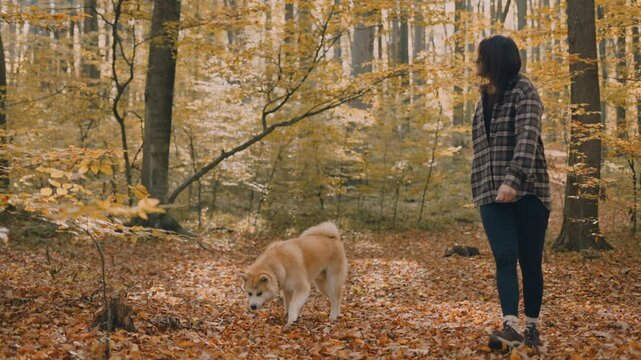 young woman walking and playing with her japanese akita puppy in autumn forest