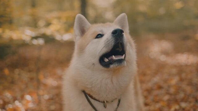 portrait of cute Japanese Akita puppy in autumn forest 