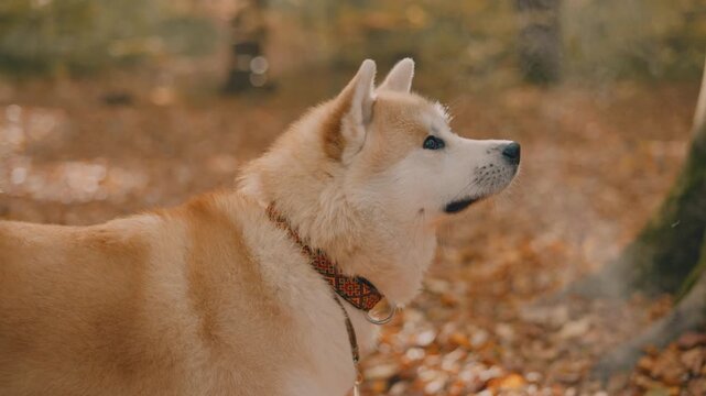 portrait of cute Japanese Akita puppy in autumn forest 
