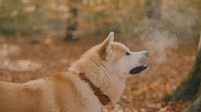 portrait of cute Japanese Akita puppy in autumn forest 