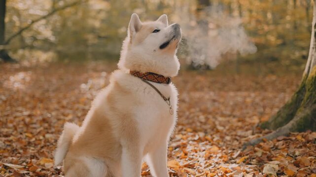 portrait of cute Japanese Akita puppy in autumn forest 