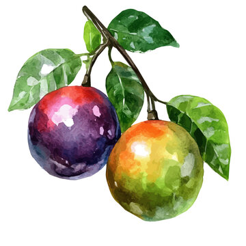 A hand-drawn illustration painting of a cocoplum fruit in soft watercolor style, featuring delicate brush strokes, isolated on a white background, artistic, painted design, EPS format