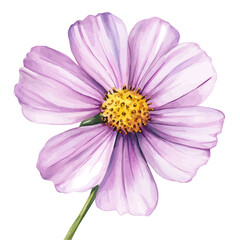 Fototapeta premium A hand-drawn illustration painting of a cosmos flower in soft watercolor style, featuring delicate brush strokes, isolated on a white background, artistic, painted design, EPS format