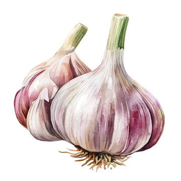 Painted in watercolor, this artistic garlic bulb features a clean composition, hand-drawn with elegance, isolated on white, vector EPS. fruits vectorized