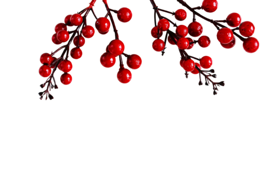 Red berries branches fir ornament frame isolated cutout object on transparent background