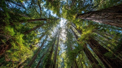 Image of redwood trees in Trinidad California
