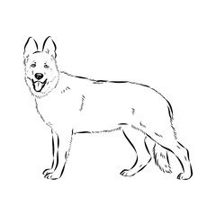 Eastern European shepherd, vector sketch