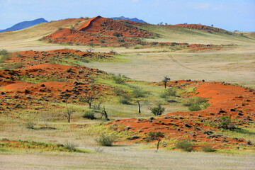 Fototapeta premium green Namib desert after the rain 