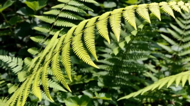 Close-up of a green fern leaf in a fresh morning setting, surrounded by lush greenery for a calming and natural atmosphere.