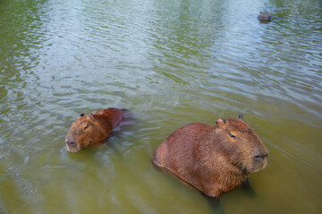 Funny capybaras having bath, relaxing in the water near a grassy lakeshore in Brazil, South America. Peaceful wildlife scene with a semi-aquatic mammal animal and largest rodent in its natural habitat