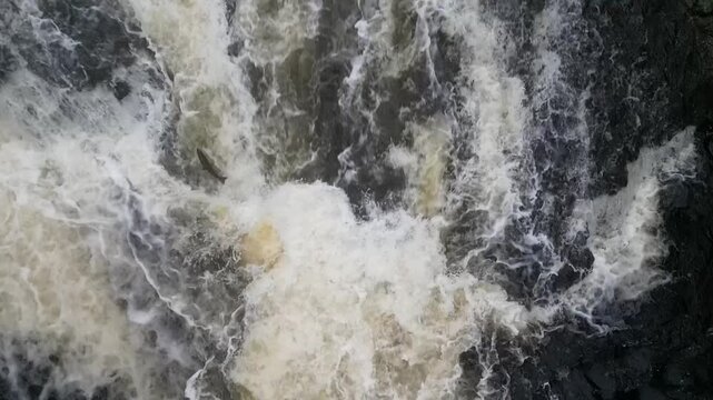 Top Down View of Atlantic Salmon leaping up a waterfall during the anual migration on Almond River in Scotland.
