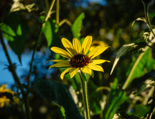 Flor mirasol © Noe