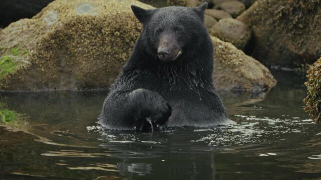 Vancouver Island Black Bear Bathing At The River In Port Hardy, BC Canada. Close-up Shot