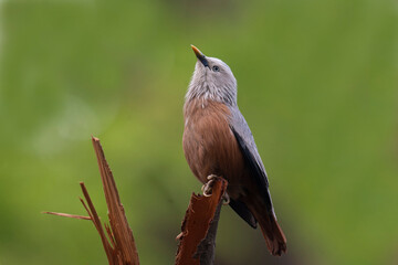 Chestnut-tailed Starling (Sturnia malabarica) perched on a branch – elegant Asian songbird in natural light