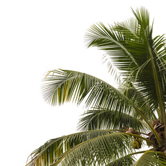 Fototapeta premium Palm tree fronds