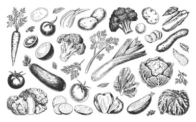 Hand drawn sketch collection of assorted fresh vegetables on white background