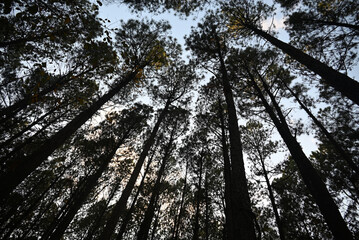 Pine trees are silhouetted against the sky in a wooded grove at Dorothea Dix Park in Raleigh