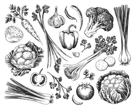Hand drawn sketch of assorted fresh vegetables on white background