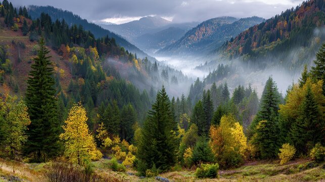 Scenery Woods Europe Romania Suceava area
