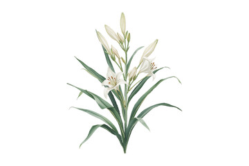 Explore elegant bouquet of white lilies with buds and green leaves. Delicate floral arrangement perfect for botanical design and decor art.