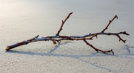 Worn twig isolated, lying horizontally on a neutral textured surface