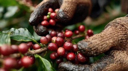 Hands of a worker wearing gloves carefully picking ripe coffee cherries on an organic coffee farm, symbolizing sustainable agriculture, harvest, coffee production, fair trade, and eco-friendly farming