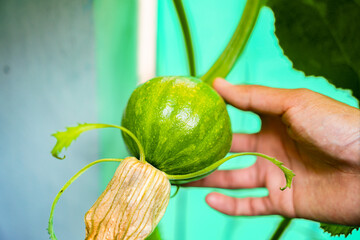 Close-up showcases a bright green round vegetable, its textured surface and delicate tendrils adding depth. A human hand gently supports the base of the plant, highlighting the natural details.