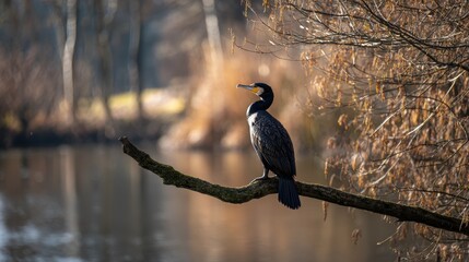 A large cormorant perched on a branch gazing at a pond in Bonn s Rheinaue park on a sunny December day