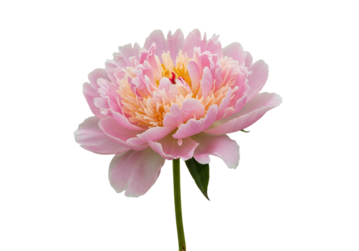 Isolated pastel peony flower, blooming bud on stem, close-up with soft petals and detail
