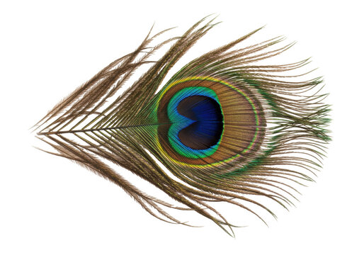 Isolated peacock feather single with eye pattern iridescent exotic vivid plume