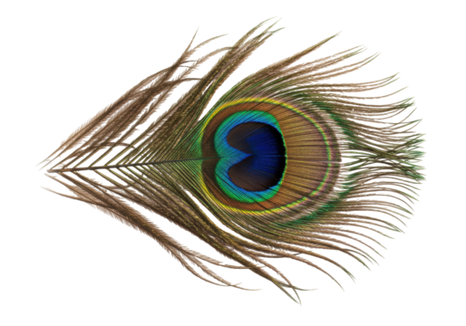 Isolated peacock feather single with eye pattern iridescent exotic vivid plume
