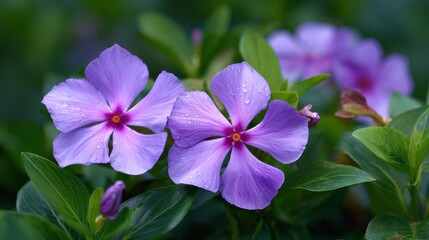 Madagascar periwinkle Catharanthus roseus features purple five petaled blooms thrives in warm areas and grows well in full sun or partial shade