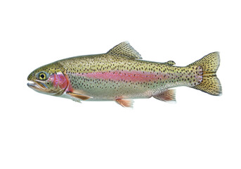 Isolated rainbow trout showing a colorful stripe from head to tail ready for use in advertising