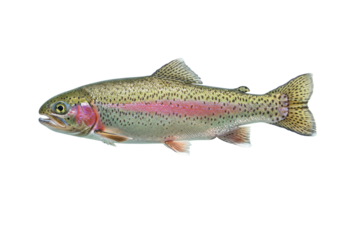 Isolated rainbow trout showing a colorful stripe from head to tail ready for use in advertising