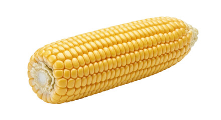 Isolated golden yellow ear of corn on the cob, a versatile ingredient for cooking