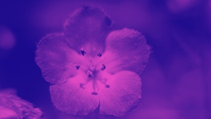 Plant images for wallpaper, background, web design, and office
