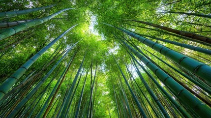 A lush bamboo grove with tall stalks fosters a calming ambiance inspiring tranquility growth and balance through its greenery and verticality